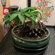 1.Bonsai: Lemon Cherry Runtz✌️