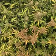 5.Grow: NewSetup Testrun 4 Fastbuds Aut.