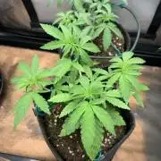 8.Grow: Z42