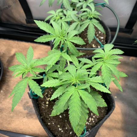 8.Grow: Z42