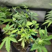 8.Grow: Z42