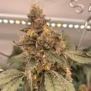 8.Grow: Papayton#1 aka. Limmer Papayton