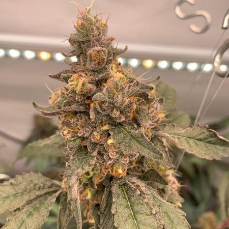 8.Grow: Papayton#1 aka. Limmer Papayton