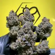 6.Grow: Papayton