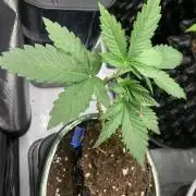 1.Bonsai: Lemon Cherry Runtz✌️