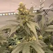 8.Grow: Papayton#1 aka. Limmer Papayton