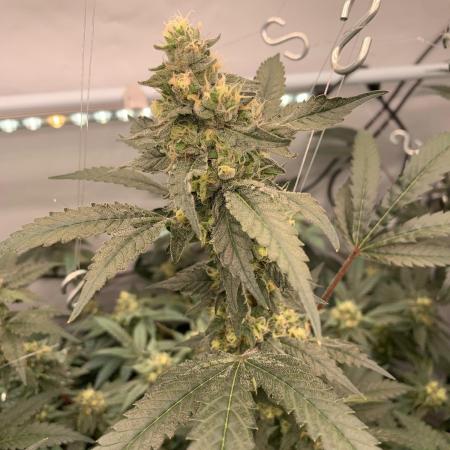 8.Grow: Papayton#1 aka. Limmer Papayton