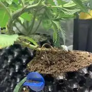 1.Bonsai: Lemon Cherry Runtz✌️