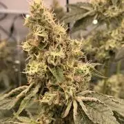 8.Grow: Z42