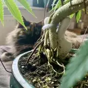 1.Bonsai: Lemon Cherry Runtz✌️