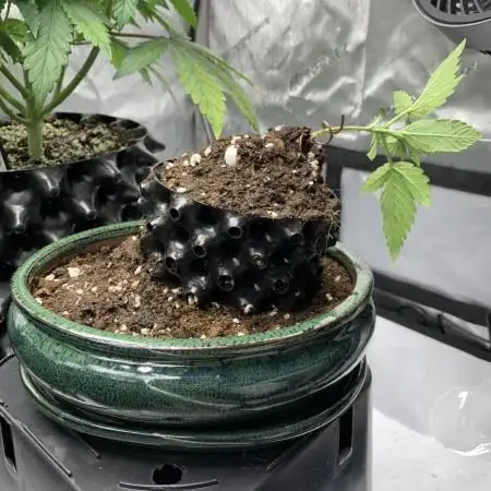 1.Bonsai: Lemon Cherry Runtz