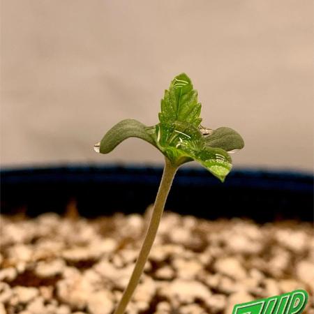 4.Grow-New Setup testrun