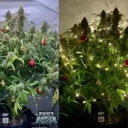 5.Grow: NewSetup Testrun 4 Fastbuds Aut.