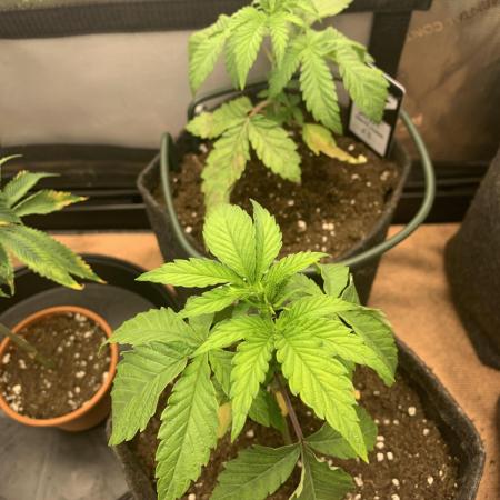 8.Grow: Z42