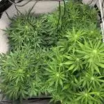 5.Grow neuer Test Lauf😅🏼