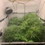 5.Grow neuer Test Lauf😅🏼