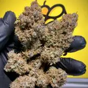 5.Grow: NewSetup Testrun 4 Fastbuds Aut.