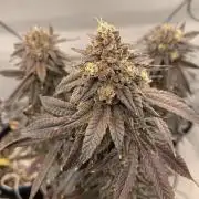 1.Bonsai: Lemon Cherry Runtz✌️
