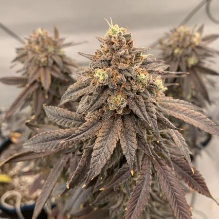 1.Bonsai: Lemon Cherry Runtz✌️