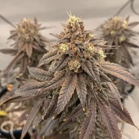 1.Bonsai: Lemon Cherry Runtz✌️