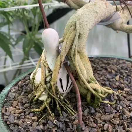 1.Bonsai: Lemon Cherry Runtz✌️
