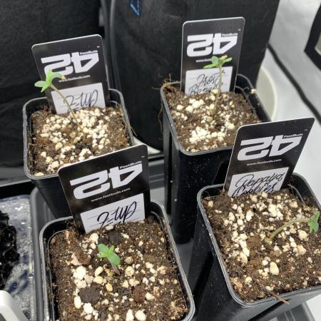 5.Grow neuer Test Lauf😅🏼