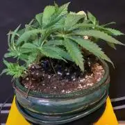 1.Bonsai: Lemon Cherry Runtz✌️