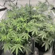 8.Grow: Z42