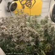 7.Grow: Kmintz & Radical Juice
