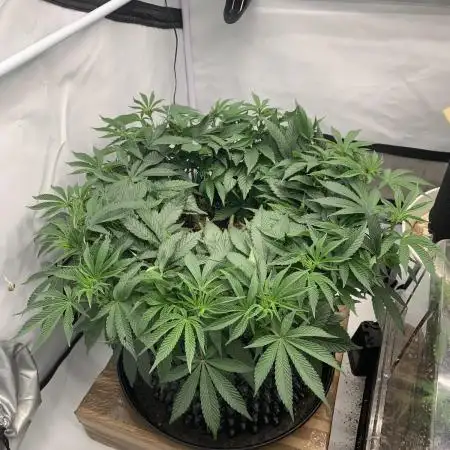 3.Grow: 1xKmintz von Ripperseeds