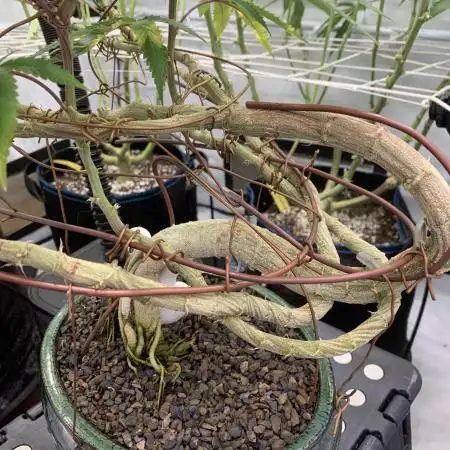 1.Bonsai: Lemon Cherry Runtz✌️