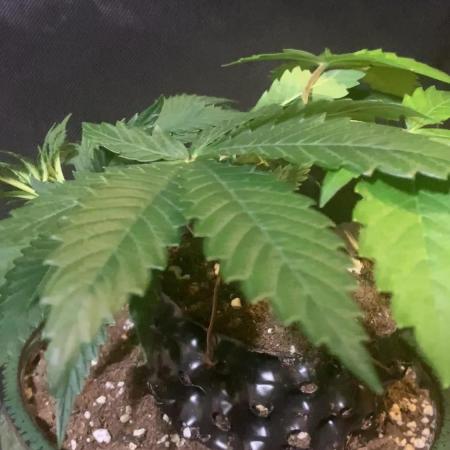 1.Bonsai: Lemon Cherry Runtz✌️