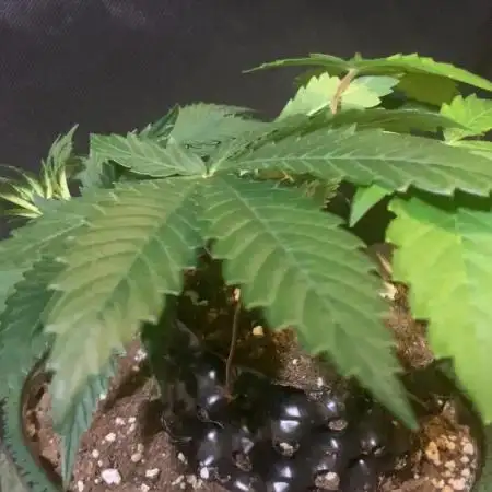 1.Bonsai: Lemon Cherry Runtz✌️