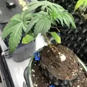 1.Bonsai: Lemon Cherry Runtz✌️