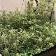 5.Grow: NewSetup Testrun 4 Fastbuds Aut.