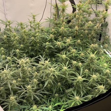 5.Grow: NewSetup Testrun 4 Fastbuds Aut.