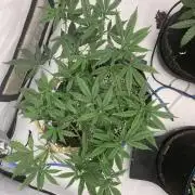 8.Grow: Papayton#1 aka. Limmer Papayton