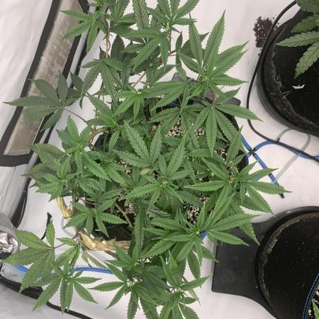 8.Grow: Papayton#1 aka. Limmer Papayton
