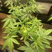 8.Grow: Z42