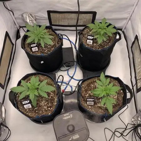 5.Grow neuer Test Lauf😅🏼
