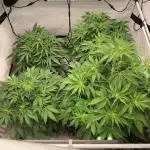 5.Grow neuer Test Lauf😅🏼