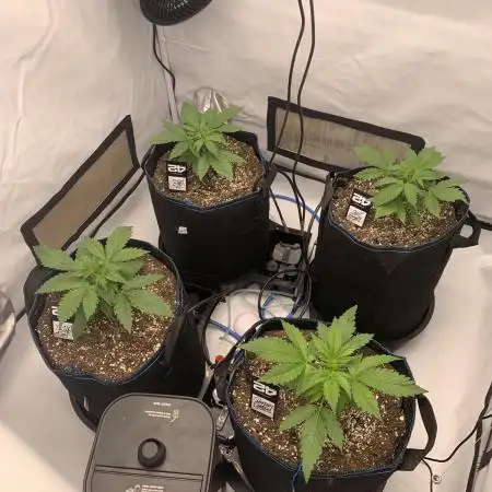 5.Grow neuer Test Lauf😅🏼