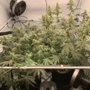 8.Grow: Z42