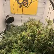 5.Grow: NewSetup Testrun 4 Fastbuds Aut.