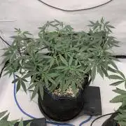 8.Grow: Papayton#1 aka. Limmer Papayton