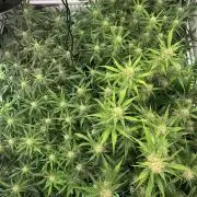 5.Grow: NewSetup Testrun 4 Fastbuds Aut.