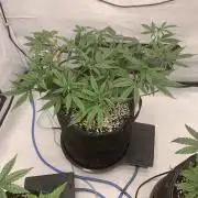 8.Grow: Papayton#1 aka. Limmer Papayton