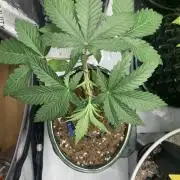 1.Bonsai: Lemon Cherry Runtz✌️