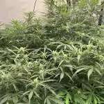 5.Grow: NewSetup Testrun 4 Fastbuds Aut.