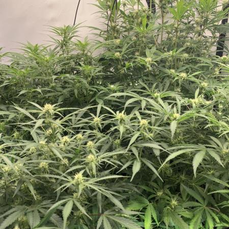 5.Grow: NewSetup Testrun 4 Fastbuds Aut.